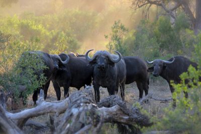 Day Trip to Amboseli National Park from Nairobi.