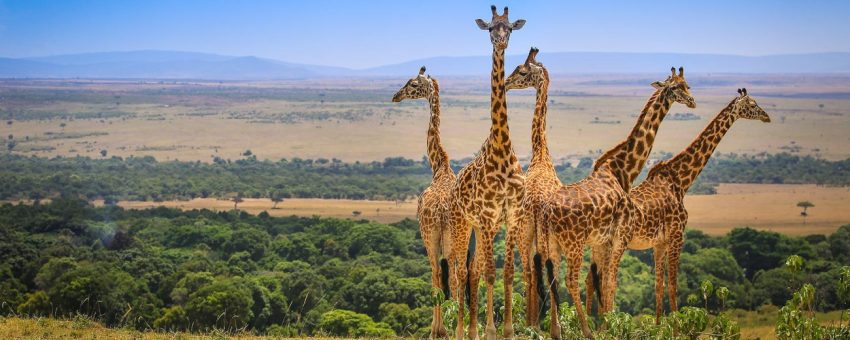 3 days Tsavo East & Tsavo West Safari from Diani/Mombasa (Copy) - Image 2