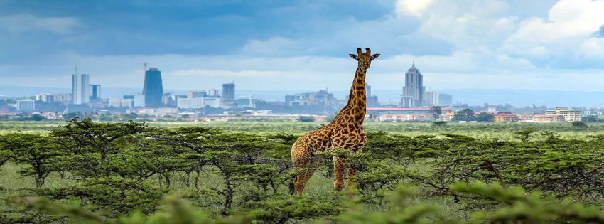 Nairobi National Park: Morning or Afternoon Game Drive - Image 3