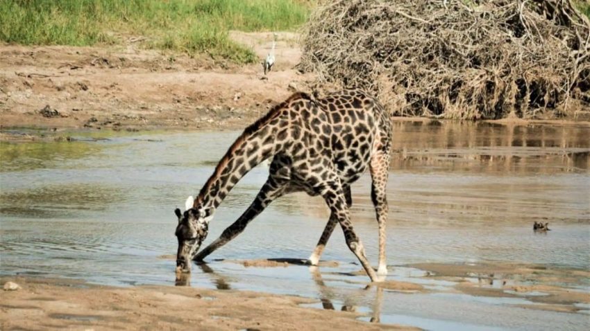 3 days Tsavo East & Tsavo West Safari from Diani/Mombasa (Copy) - Image 4