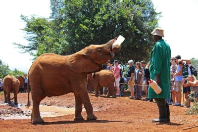 From Nairobi: Elephant Orphanage and Giraffe Center Day Trip (Copy) (Copy)