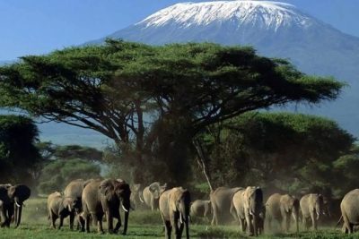 Day Trip to Amboseli National Park from Nairobi.