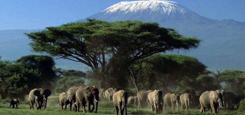 Day Trip to Amboseli National Park from Nairobi. - Image 2