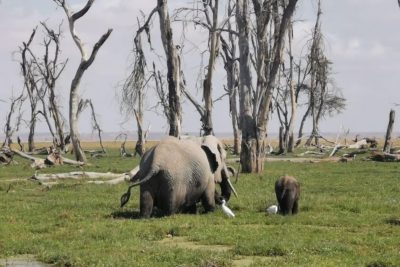 Amboseli National Park Day Trip