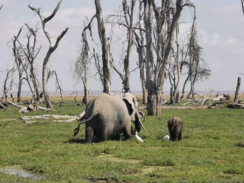 Day Trip to Amboseli National Park from Nairobi. - Image 7