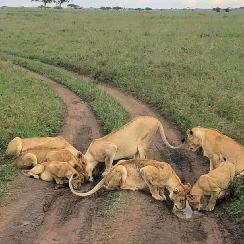 Day Trip to Amboseli National Park from Nairobi. - Image 6