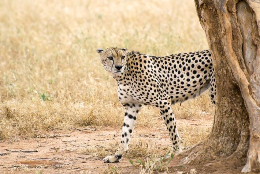 3 days Tsavo East & Tsavo West Safari from Diani/Mombasa (Copy) - Image 3