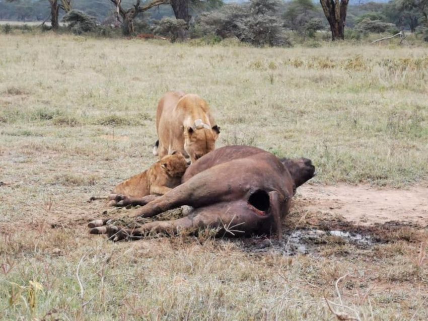 Day Trip to Amboseli National Park from Nairobi. - Image 10