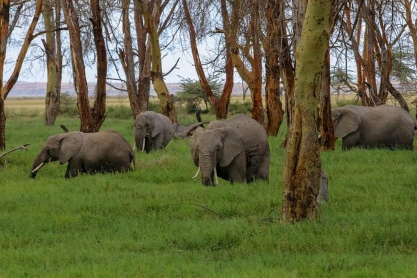 Day Trip to Amboseli National Park from Nairobi. - Image 11