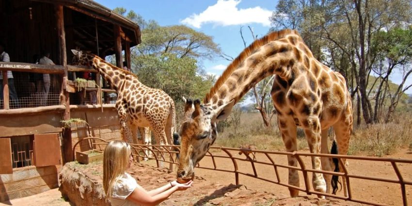 Nairobi: National Park, Elephant Orphanage & Giraffe Center - Image 3