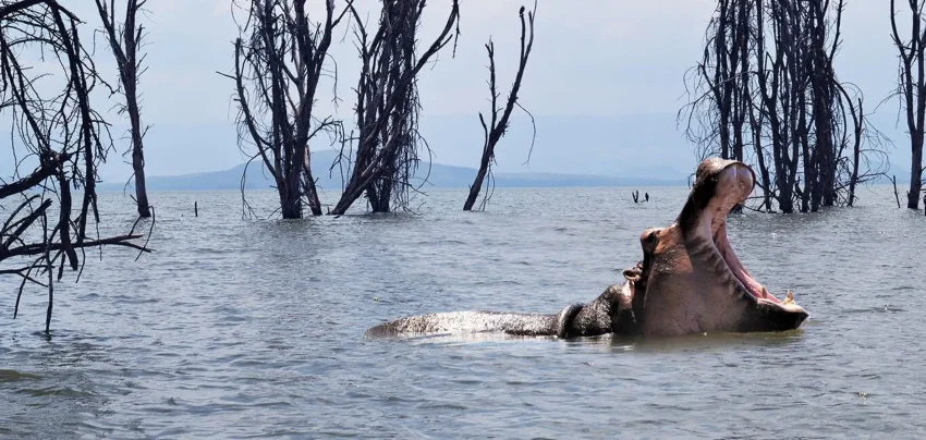 Day Trip: Hell's Gate Bike Ride & Lake Naivasha Boat Ride - Image 3