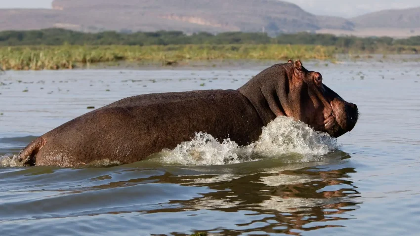 Day Trip: Hell's Gate Bike Ride & Lake Naivasha Boat Ride - Image 5