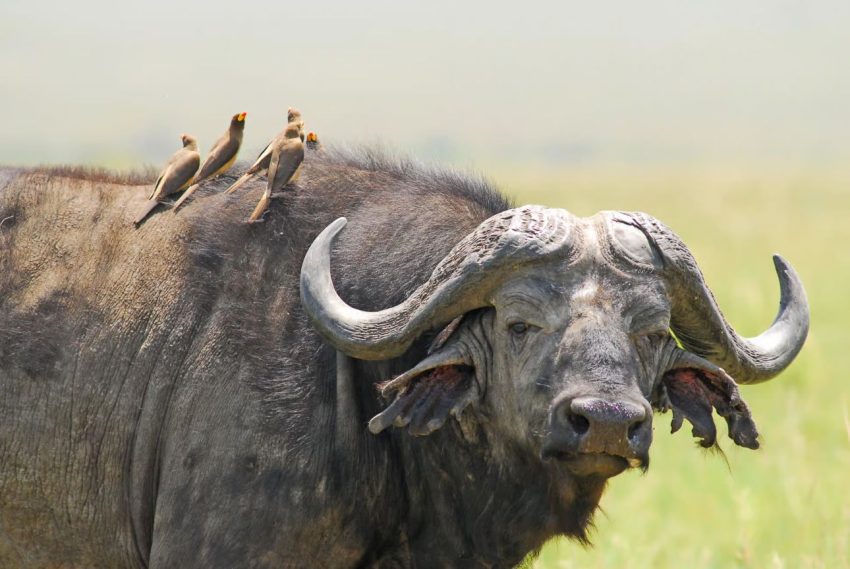 Day Trip to Amboseli National Park from Nairobi. - Image 5