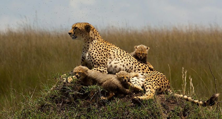 3 days Tsavo East & Tsavo West Safari from Diani/Mombasa (Copy) - Image 5