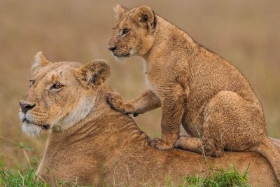 Nairobi: National Park, Elephant Orphanage & Giraffe Center