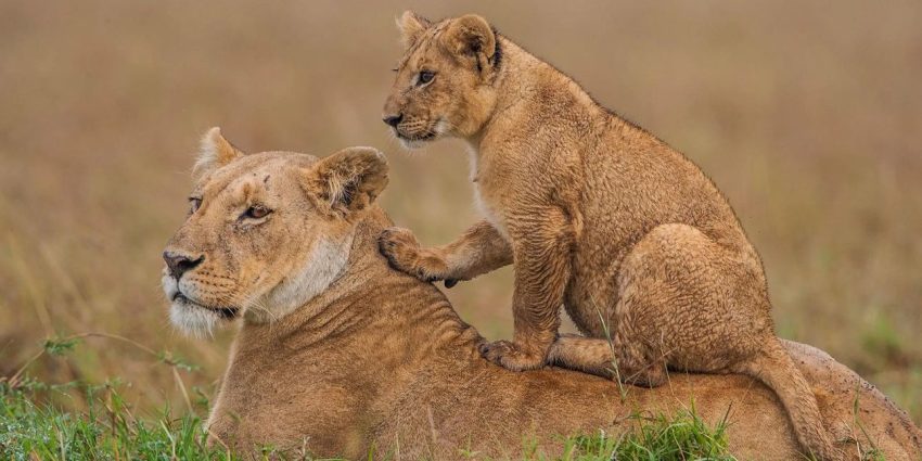 Nairobi: National Park, Elephant Orphanage & Giraffe Center