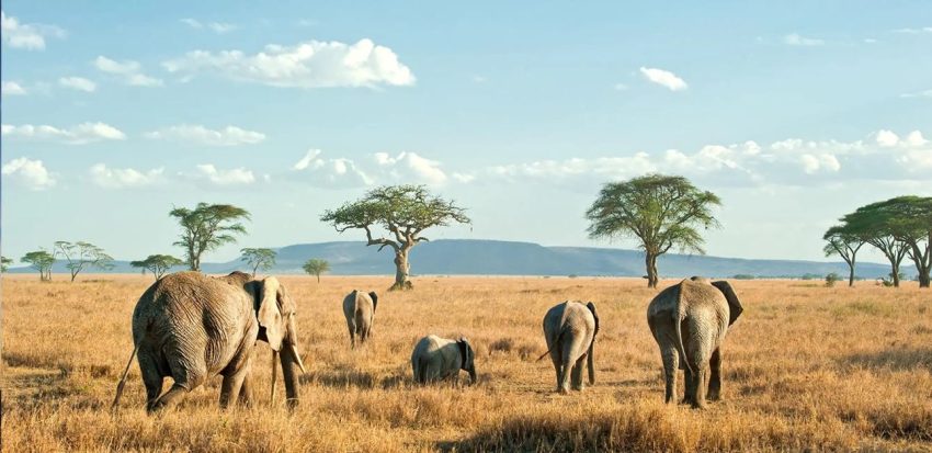 Day Trip to Amboseli National Park from Nairobi. - Image 4