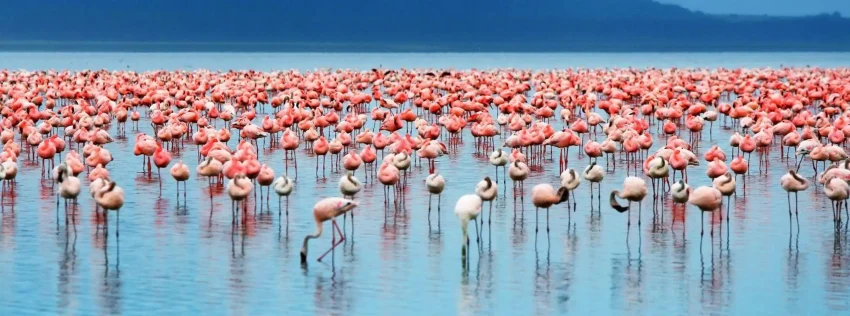 From Nairobi: Lakes Nakuru & Naivasha National Park Day Tour - Image 4