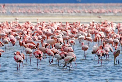 From Nairobi: Lakes Nakuru & Naivasha National Park Day Tour