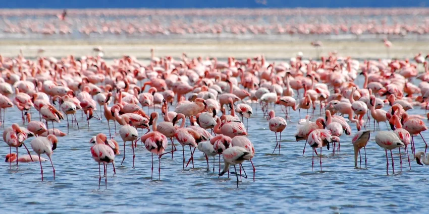 From Nairobi: Lakes Nakuru & Naivasha National Park Day Tour