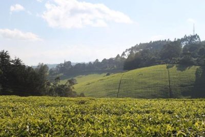 Nairobi: Kiambethu Tea Farm Tour with Lunch