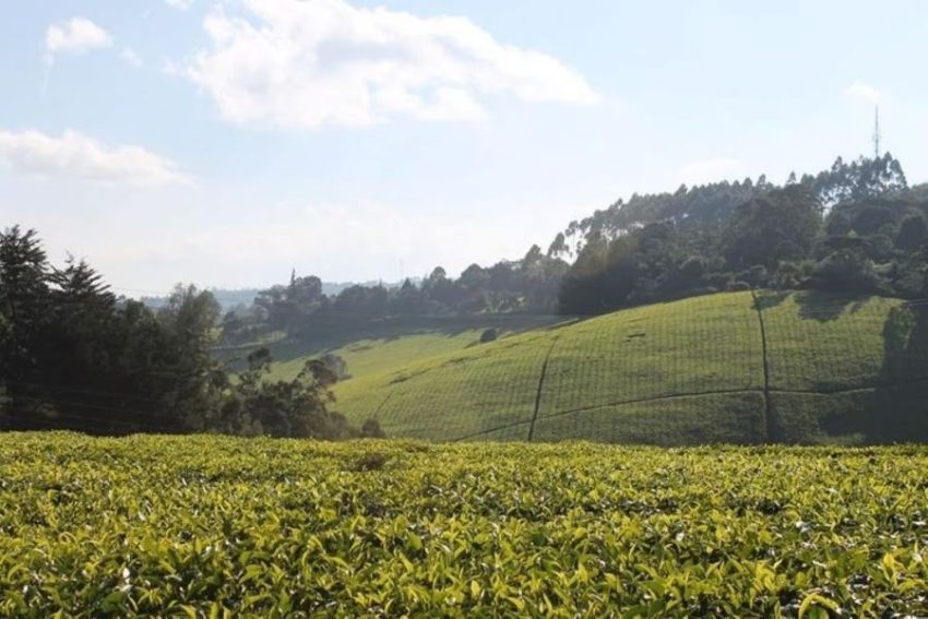 Nairobi: Kiambethu Tea Farm Tour with Lunch