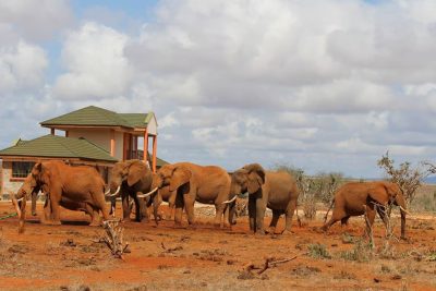 3 days Tsavo East & Tsavo West Safari from Diani/Mombasa (Copy)