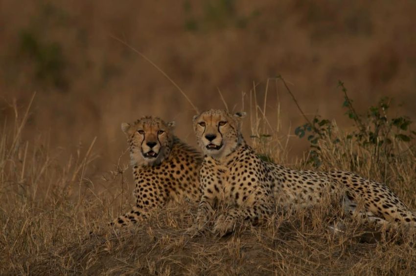 4 days Masai mara – L. Nakuru-Amboseli Camping Safari - Image 2