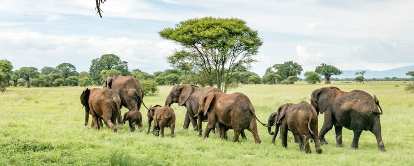 From Nairobi: 3 Days, 2 Nights Maasai Mara Group Safari - Image 4