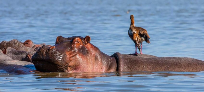 5 Days Masai Mara – Lake Nakuru – Lake Naivasha - Image 3