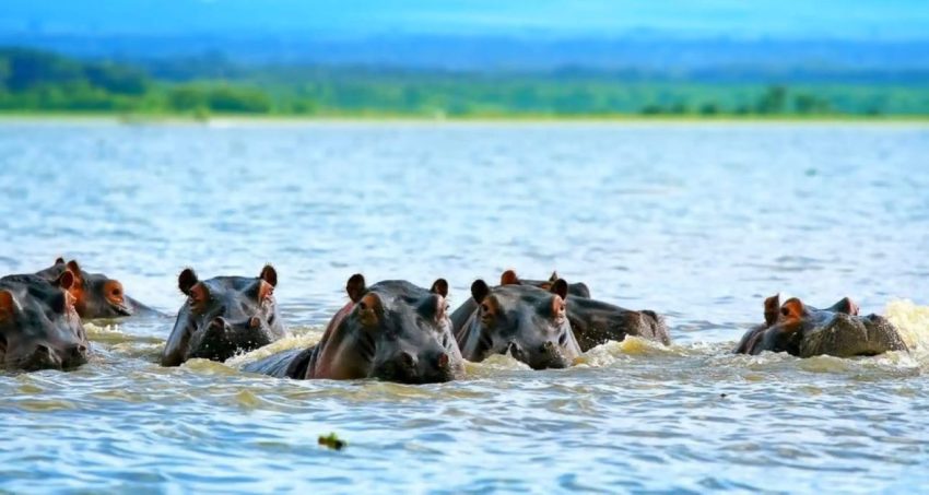 5 Days Masai Mara – Lake Nakuru – Lake Naivasha - Image 4