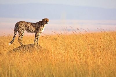 2 Days Masai Mara Safari
