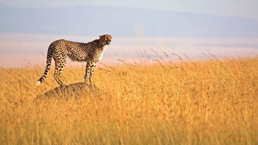 2 Days Masai Mara Safari