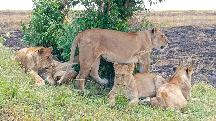 3 Days Wildebeest Migration Safari - Image 7