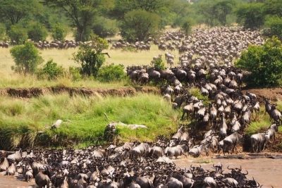 3 Days Wildebeest Migration Safari