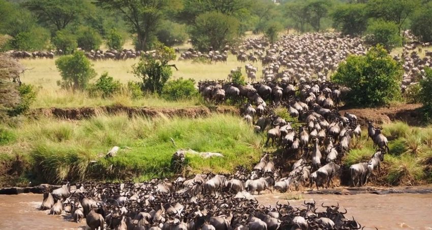 3 Days Wildebeest Migration Safari