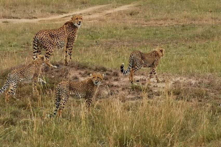 3 Days Wildebeest Migration Safari - Image 5