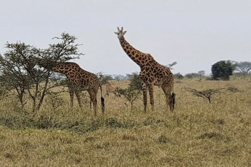 From Nairobi: 3 Days, 2 Nights Maasai Mara Group Safari - Image 7