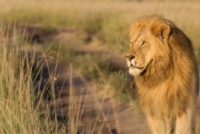 5 Days Masai Mara – Lake Nakuru – Lake Naivasha