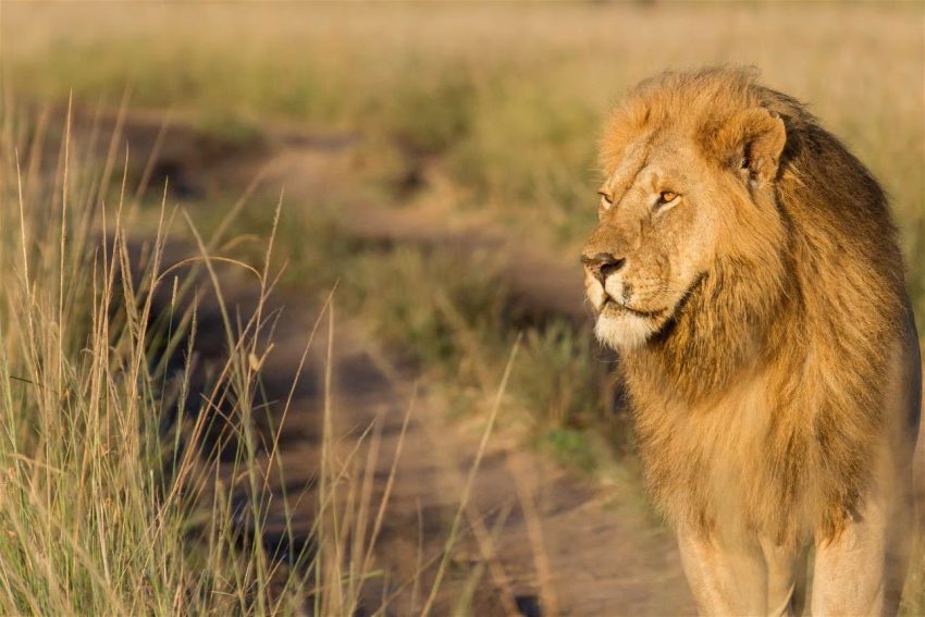 5 Days Masai Mara – Lake Nakuru – Lake Naivasha