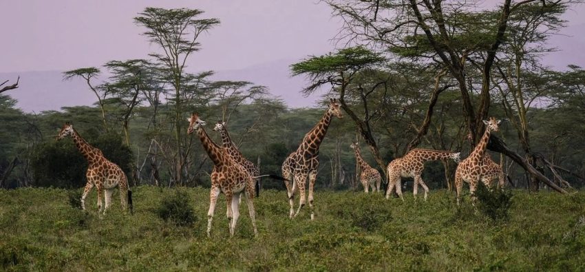 5 Days Masai Mara – Lake Nakuru – Lake Naivasha - Image 5