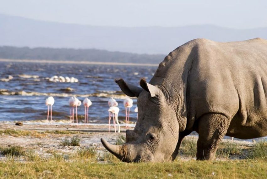 5 Days Masai Mara – Lake Nakuru – Lake Naivasha - Image 7