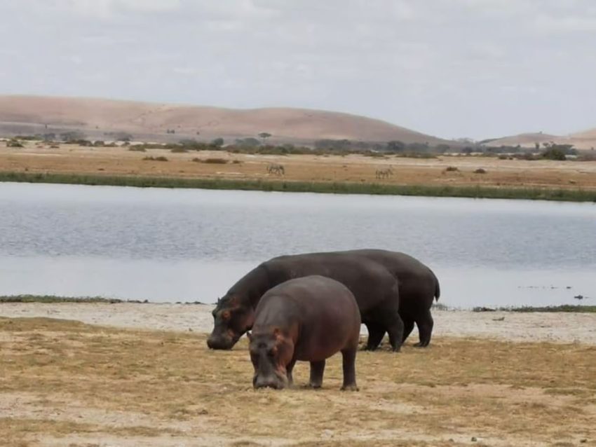 4 days Masai mara – L. Nakuru-Amboseli Camping Safari - Image 7
