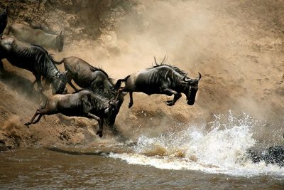 From Nairobi: 3 Days, 2 Nights Maasai Mara Group Safari