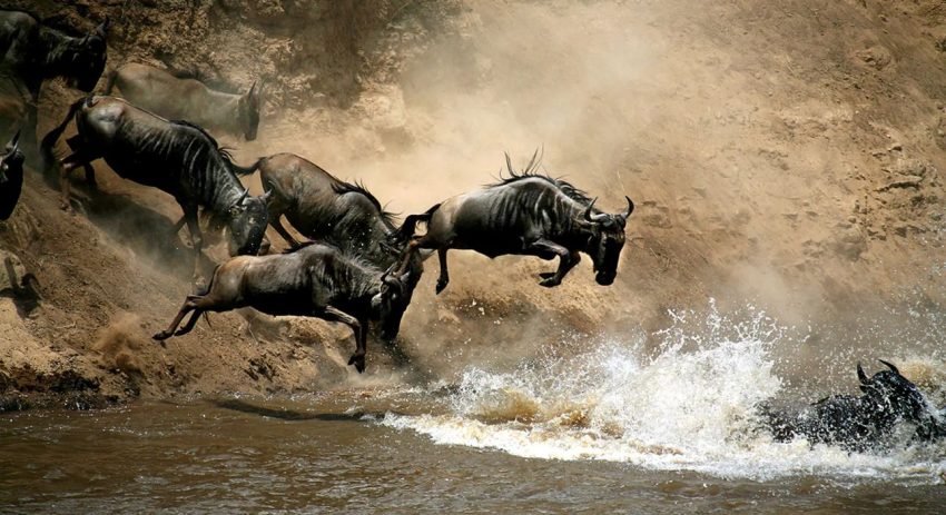 From Nairobi: 3 Days, 2 Nights Maasai Mara Group Safari