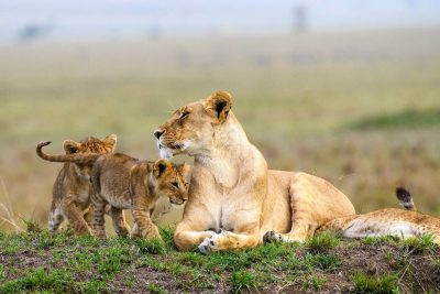 Nairobi National Park: Morning or Afternoon Game Drive