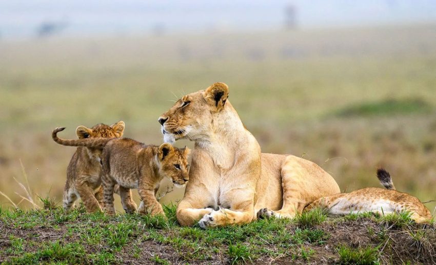 7 Days Best of Tanzania Kenya Safari