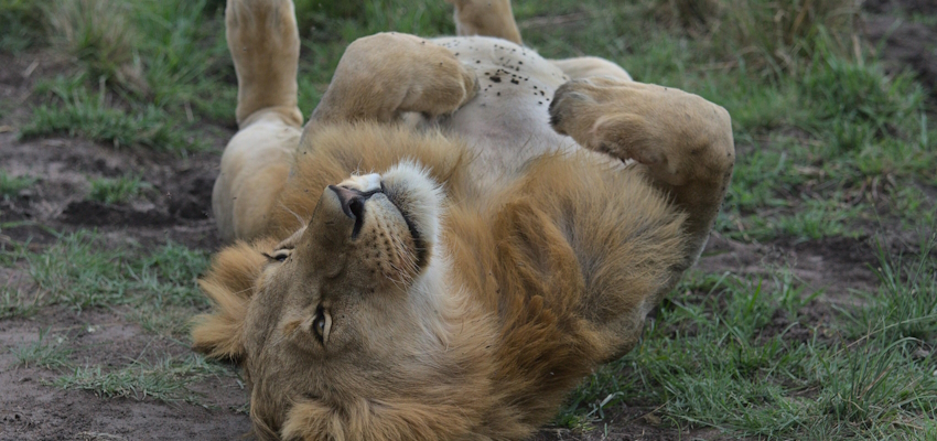 10 Days Kenya Tanzania Amazing Wildlife Safari a