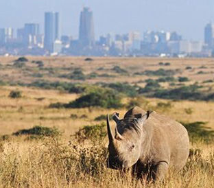 1Nairobi