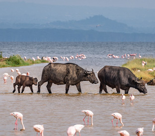 1Nakuru